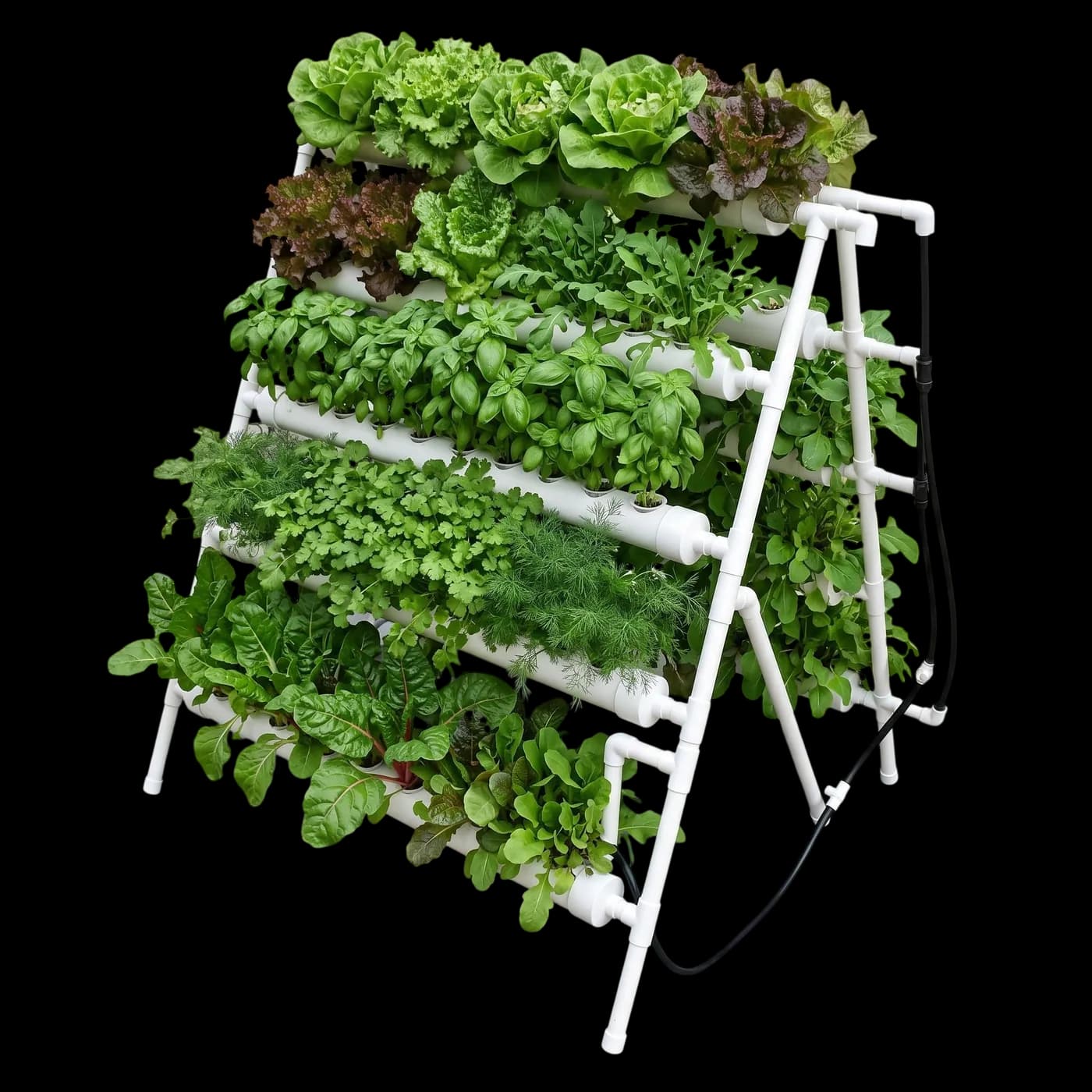Standard Water Culture (Rack), planted