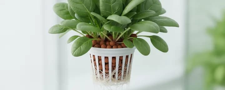 生长在水培定植篮中的无土嫩菠菜