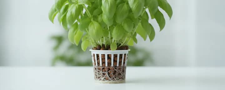 生长在水培定植篮中的无土罗勒