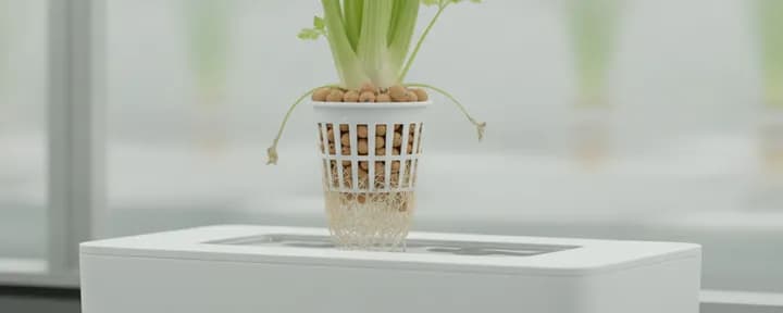 生长在水培定植篮中的无土芹菜