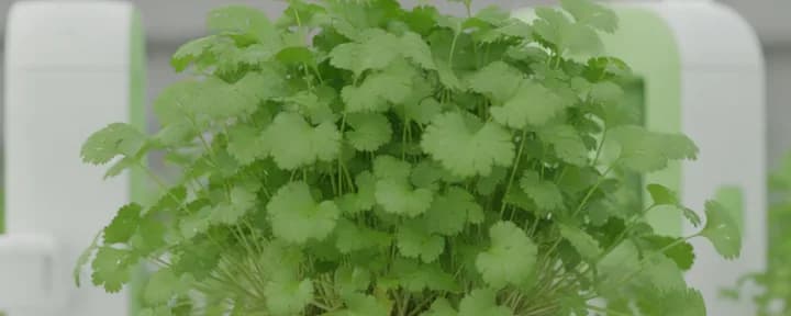 生长在水培定植篮中的无土香菜