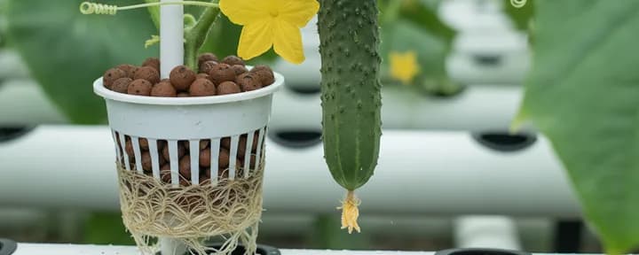 生长在水培定植篮中的无土黄瓜