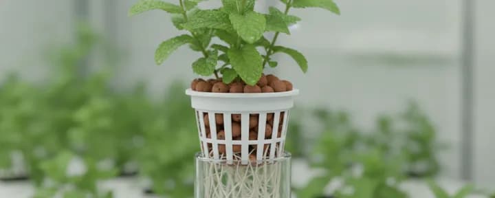 生长在水培定植篮中的无土薄荷