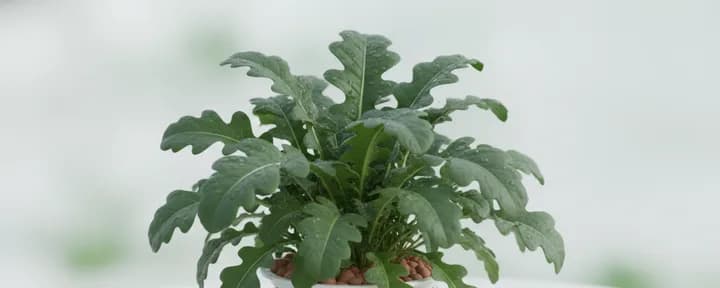 生长在水培定植篮中的无土芝麻菜