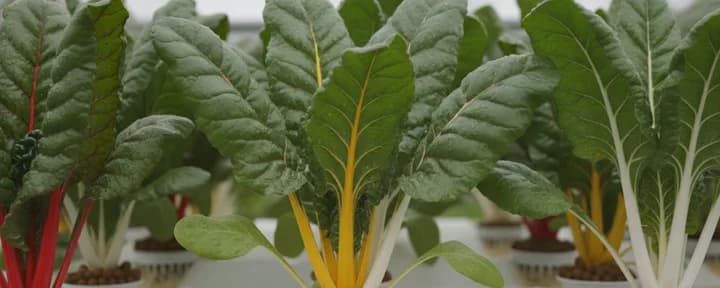 生长在水培定植篮中的无土莙荙菜(牛皮菜)