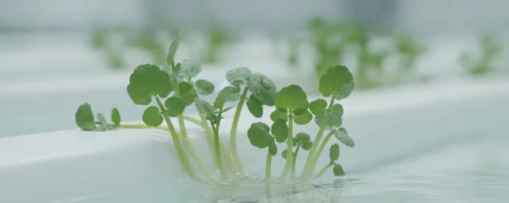生长在水培定植篮中的无土西洋菜