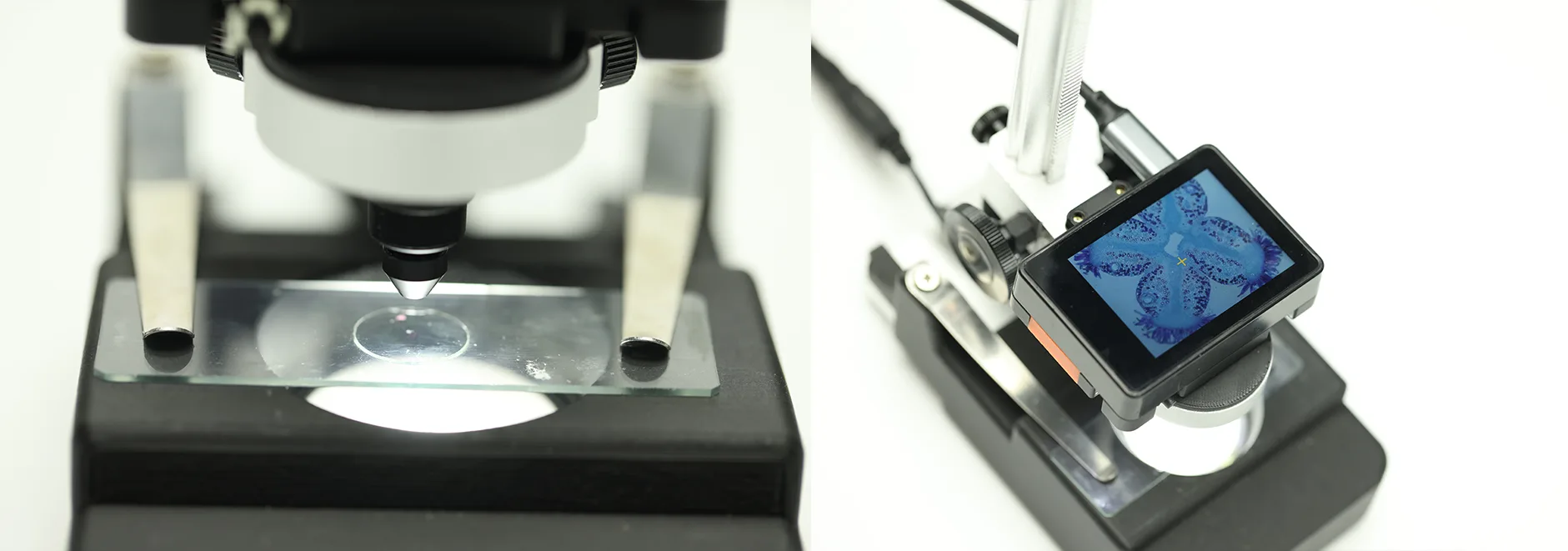 Cellular and biological observation